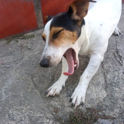 A medium shot captures a small, white and brown dog yawning widely while lying on rough, grey pavement in El Limón, Venezuela. The dog's eyes are closed, and its pink tongue and teeth are visible inside its open mouth. Its front paws are extended forward on the ground. Behind the dog, a portion of a vibrant red wall is visible. The ground is textured concrete with scattered green foliage.