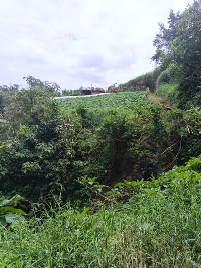 A verdant hillside displays a patchwork of cultivated cabbage fields under a cloudy sky. A simple dwelling sits atop the slope. Lush greenery fills the foreground, with tall grasses and dense bushes obscuring the lower levels. A small drainage gully cuts through the vegetation. The scene conveys a rural, possibly agricultural, landscape.