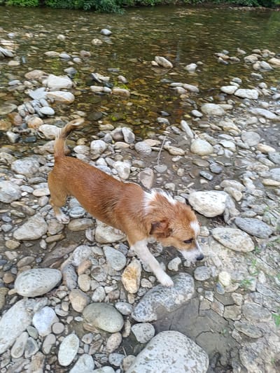 An adult, short-haired, mixed-breed dog with brown and white fur is walking on a rocky shore next to a shallow body of water. The dog is facing right, with its head lowered, sniffing the ground. The environment appears to be a natural setting, likely a riverbank, with numerous smooth, grey, and white rocks scattered along the shore. Green foliage is visible along the edge of the water in the background. The water itself is clear, with the rocky bottom visible beneath its surface. The overall scene suggests a moment of exploration or foraging by the dog in a natural outdoor environment. The specific location of Stănești, Romania, is not discernible from visual cues in the image itself, but if this is confirmed to be from Stănești, Romania, it depicts a dog in a natural setting within that area.