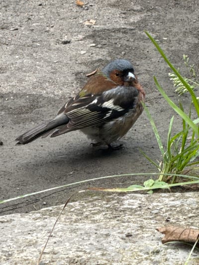 A male chaffinch stands on a gray, gravelly surface. The bird has a blue-gray head, reddish-brown breast, and gray underside. Its wings are predominantly dark with white and greenish-yellow markings. The bird's tail is dark gray and appears slightly fanned. In the background, to the right of the bird, is a cluster of green grass. The ground is a mix of gravel and what appears to be concrete. In the lower foreground, there is a rough, lighter-colored surface that may be a stone or curb. A dried brown leaf is visible on this surface. The overall scene is an outdoor urban or park environment, potentially in Toğanalı, Azerbaijan, given the provided context.