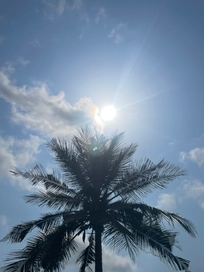 This forensic description details a bright outdoor scene in Mosafejaw, Nigeria. The image is dominated by a tall, dark-silhouetted palm tree, occupying the lower two-thirds of the vertical frame. Its fronds are clearly visible, fanning outwards against a vibrant sky. The sun, a brilliant white light source, is positioned in the upper-right quadrant, emitting prominent sunbeams and causing noticeable lens flare artifacts on the tree's fronds. The sky is a clear, light blue with scattered white cumulus clouds, primarily in the upper-left portion. A faint, small, dark object, possibly a bird or insect, is discernible in the upper-left sky near a cloud formation. No individuals, human activities, or man-made structures are present.