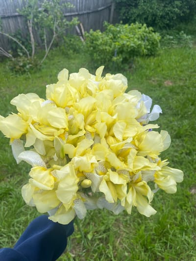 The media file presents a vibrant, generously sized bouquet of irises, held by a person whose arm is partially visible in the lower right, covered by a dark blue sleeve. The flowers are predominantly bright yellow, with some individual irises or petals appearing in a paler, almost off-white hue. Many of the lighter petals are adorned with delicate, distinct dark brown or grey veining patterns. The bouquet is densely packed with numerous fresh blossoms and buds, creating a full and lush appearance.
The setting is outdoors, in what appears to be a garden or natural grassy area in Новая Тура, Russia. The background is softly out of focus, highlighting the flowers. It features lush green grass and verdant foliage from trees or bushes. On the far left, a faint, blurred wooden fence or structure can be discerned amidst the greenery.
The scene is illuminated by bright, natural daylight, indicating a pleasant daytime, possibly under clear or lightly overcast skies. There are no harsh shadows, contributing to a soft and inviting ambiance. No text is visible in the image.