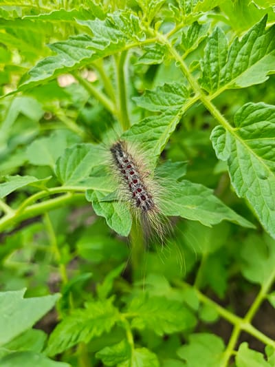 The image shows a close-up of a hairy caterpillar with red markings on its back, resting on a green leaf of a tomato plant. The background is filled with more green leaves and stems, suggesting an outdoor garden setting. There is no visible indication of the city of Okny, Ukraine, or any people present in the image.