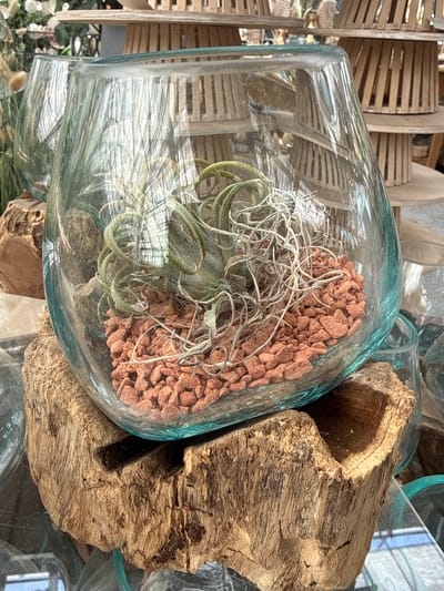 A close-up, eye-level shot captures a glass terrarium containing an air plant and small reddish-brown pebbles, resting on a piece of weathered wood. The terrarium is positioned in what appears to be a retail setting, with shelves holding decorative wooden items and other glass vessels in the blurred background. The lighting is bright, highlighting the textures of the wood and the translucence of the glass. The scene is devoid of any people or observable activity, suggesting a still-life composition focused on the decorative arrangement. The location is identified as Fritzlar, Germany, though no specific landmarks are visible within the frame to corroborate this.