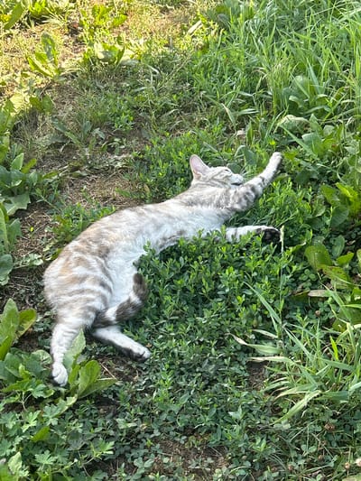A cat with silver and brown tabby markings is lying on its back in lush green grass and foliage. Its eyes are closed, and its head is tilted back, with one front paw extended upwards. The cat's body is stretched out, and its tail is curled slightly to the right. The background consists of more grass, some dirt patches, and sunlight filtering through the leaves, suggesting an outdoor setting. The scene appears to be in a natural or garden area, possibly in Sychevka, Russia, given the context.