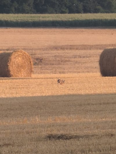 The image shows a rural landscape, possibly a harvested field, in the vicinity of Alvimare, France. In the middle ground, two large, round hay bales are visible, one on the left and another on the right, partially cropped from the frame. Between the hay bales, a small, brown animal, possibly a deer or a rabbit, is standing in the field. The background consists of a strip of green vegetation, likely trees, and a darker line of foliage above that. The foreground is a field of stubble, with some shadows visible. The overall lighting suggests it is either early morning or late afternoon.