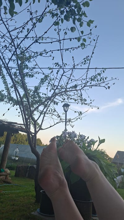 The image captures a close-up view of a person's bare feet and lower legs, positioned in the foreground. The feet appear to be raised, with the soles visible. Behind the feet, a lush green plant with delicate white flowers is present, suggesting a garden or outdoor setting. In the background, a tree with numerous small, dark fruits or berries can be seen silhouetted against a clear blue sky. Further back, a solar-powered garden lamp is visible on a pole, and a greenhouse structure is present. The ground is covered in green grass. The overall scene appears to be an outdoor setting in what could be a rural or suburban area, possibly the Дзямідавіцкі сельскі Савет in Belarus, given the context.