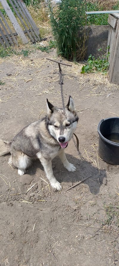 A medium-sized dog with gray and white fur is sitting on the ground. The dog has erect ears and its mouth is open, with its tongue visible. It is wearing a brown collar and is attached to a metal chain that is anchored to a T-shaped metal stake driven into the ground. The ground is covered with dry straw and dirt. In the background, there is a wooden fence, tall grass, and a black bucket with water in it. The scene appears to be an outdoor area, possibly a yard, in Kanelovskaya, Russia.
