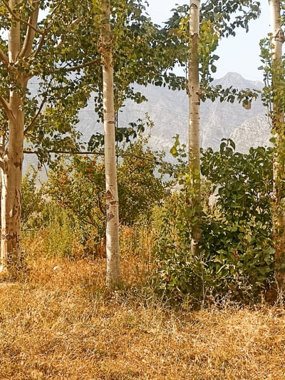 The image shows a natural outdoor scene with several tall trees in the foreground. The trees have light-colored, slender trunks with visible bark texture and are partially obscured by green foliage. Behind the trees, a densely vegetated area is visible, with smaller trees and bushes bearing what appear to be reddish-orange fruits. In the background, rocky, barren mountains rise against a clear, pale sky. The ground in the foreground is covered with dry, golden-brown grass and sparse vegetation. The overall lighting suggests a daytime setting, possibly late afternoon due to the warm tones. The scene is a landscape in a rural or natural environment, potentially within or near the city of Кош-Дөбө, Kyrgyzstan. There are no people or animals visible in the image.