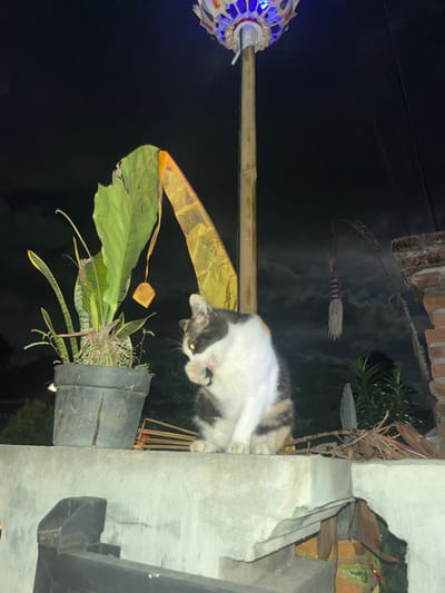 A calico cat with white, brown, and black markings is shown grooming itself while perched on a concrete ledge at night. The cat is partially obscuring a dark gray planter pot filled with greenery. To the left, a bamboo pole extends horizontally across the frame, supporting a decorative lantern with blue lights. Behind the cat, a traditional Indonesian broom made of straw and colored ribbons hangs suspended, adding a cultural element to the scene. The background is dark, indicating nighttime, with faint glimpses of brickwork and foliage suggesting an outdoor setting. The presence of the lantern and broom hints at a possible festive occasion or cultural display. The overall mood is serene, captured in the quiet act of the cat's grooming.
