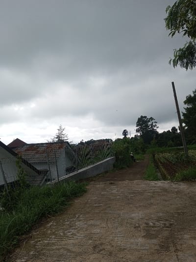 The image depicts an outdoor scene in Kondha, India, under a heavily overcast, gray sky. In the foreground, a textured concrete path slopes slightly downward and extends into the midground. The path is bordered on both sides by overgrown green grass.

To the left of the path in the midground, a row of structures featuring white walls and rusted corrugated metal roofs is partially visible, separated from the path by a chain-link fence atop a low concrete wall. Behind these structures, a tall, slender conifer tree stands against the skyline.

To the right of the path, a cultivated agricultural plot with visible rows of soil and nascent plants is present. Further along the dirt extension of the path, a light-colored scooter or small motorcycle is parked, partially obscured by dense green foliage. A single individual is discernible on the scooter, facing away from the camera. A tall, dark utility pole is situated on the far right edge of the frame.

The background consists of a dense line of various trees and distant houses situated on higher ground, all under the same overcast sky.