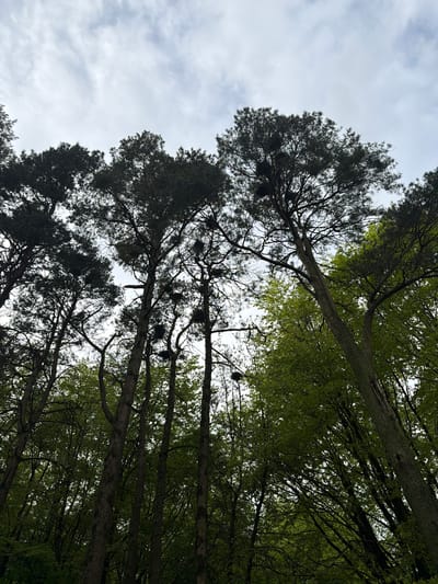 The image shows a low-angle view of tall trees against a cloudy sky. The location is Farran Wood, Ireland, based on the question. The trees on the left side of the image are darker and more densely packed than the trees on the right. Several dark, rounded masses are located in the upper branches of the trees, possibly nests. The sky is visible through the gaps between the trees.