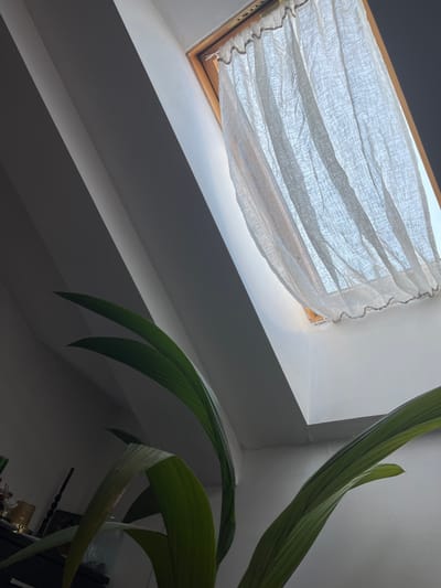 An indoor, low-angle, close-up shot depicts the interior of a slanted ceiling skylight with a light white sheer curtain hanging from the wooden frame. The curtain is slightly gathered and appears to be made of a linen-like fabric. The skylight is positioned in a room with white walls, creating a bright and airy feel. In the foreground, a large, dark green leaf from an indoor plant arches into the frame from the left side. The leaf has prominent parallel veins. The overall impression is one of natural light filtering into a home. The image does not provide any specific details that would allow for its location to be identified as Cacak, Serbia.