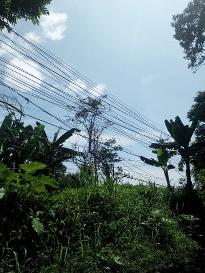 The scene depicts an outdoor environment in Beteng_Pangkhar_Somthrang, Bhutan, dominated by dense green vegetation under a partly cloudy, light blue sky. Numerous dark electrical or communication cables crisscross horizontally across the upper half of the frame, spanning from the left to the right side above the foliage. The lower half of the image is filled with lush green, varied plant life, including tall grasses, broad-leaf plants, and trees. Prominent subjects include two large banana-like plants with broad leaves, one on the mid-left and another on the mid-right. A taller, slender tree with sparse foliage stands centrally behind the foreground vegetation. No individuals, animals, or man-made structures other than the overhead wires are present. The area appears well-lit by natural sunlight, suggesting daytime conditions.