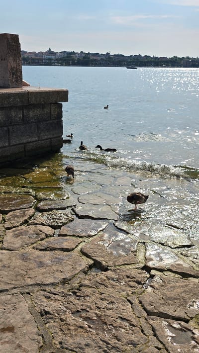 The image depicts a sunlit scene at the edge of Lake Garda, likely in Peschiera del Garda, Italy. In the foreground, a stone embankment, constructed from large, irregular blocks, borders the shallow water. The stones are wet and mossy, with small pools of water reflecting the bright sky. Several ducks are visible. Two ducks are wading in the shallow water near the embankment, one with its head down as if foraging. Further out in the lake, more ducks are swimming, with a boat visible in the distance. The background shows a treeline with buildings and a hillside, characteristic of the lakeside towns. The water is calm, with sunlight creating shimmering patterns on its surface. The overall impression is a peaceful, natural setting within a populated area.