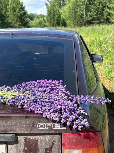 In the foreground, a bouquet of purple lupine flowers rests on the trunk of a dark purple Opel car. The car's rear window is visible, and the "OPEL" emblem is present on the trunk. In the background, a field of green grass and trees under a cloudy sky suggests an outdoor, rural setting. The image does not contain any people. The location is identified as Verkh-Rozhdestvo, Russia.