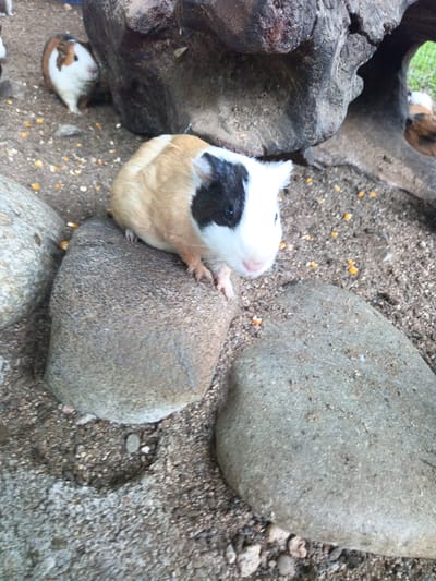 In Khánh Vĩnh, Vietnam, a domestic guinea pig with white, tan, and black markings sits on a large grey rock in an outdoor enclosure. The ground is a mixture of sand and small pebbles, with scattered kernels of corn visible. Behind the guinea pig, other guinea pigs are partially visible, and a large, weathered log forms a backdrop.