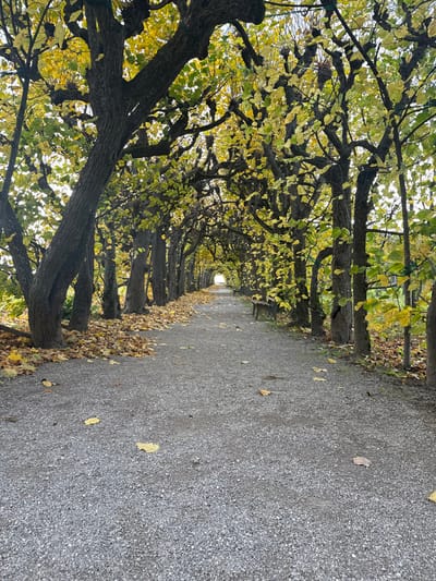 The image displays a straight, gravel-surfaced pedestrian path, known as a Lindenallee, situated within the Hofgarten of Dachau Palace in Dachau, Germany. The path extends from the foreground into the far distance, creating an optical illusion of convergence, and terminates in a bright, undefined opening. It is bordered on both sides by a dense, continuous canopy of trees, forming a tunnel-like structure overhead. The trees exhibit thick, dark, gnarled trunks and branches, consistent with pollarded or pleached cultivation. Their foliage is predominantly yellow-green, indicative of late autumn, with numerous detached yellowish-brown leaves scattered across the gravel path and accumulated in denser piles along the path's edges. One dark wooden park bench is visible positioned under the trees on the right side of the path, approximately midway down its visible length. The scene is devoid of people, animals, or vehicles. The lighting appears diffuse, consistent with an overcast sky.