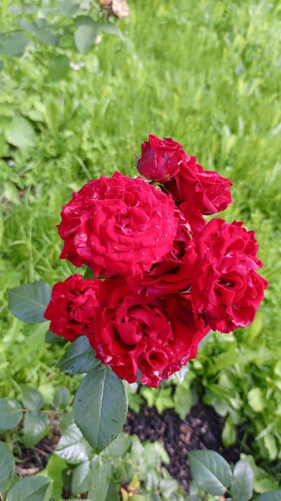 A close-up, overhead shot displays a cluster of vibrant red roses in bloom, set against a blurred backdrop of lush green foliage and dappled sunlight. The roses exhibit a rich, velvety texture, with their petals tightly unfurled, revealing intricate layers. Small water droplets are visible on some of the petals, suggesting a recent watering or dew. The surrounding greenery, primarily grass, is out of focus, creating a soft bokeh effect that emphasizes the sharpness of the flowers. The scene is located in the city of Dubovka, Russia.