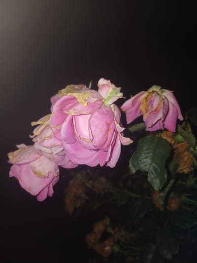 In the city of Dinskaya, Russia, a close-up, low-light photograph captures a cluster of wilting pink roses against a dark, out-of-focus background. The roses, with their petals beginning to curl and turn brown at the edges, appear to be in a state of decay. Several rose blossoms are visible, overlapping and arranged from left to right. The lighting highlights the delicate texture of the petals and the deepening shadows. The overall mood is somber and still.