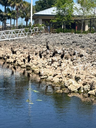 The image shows a scene at a waterfront location in Fort Lauderdale, Florida, United States. A rock embankment lines the water's edge, with several dark-colored birds perched on the rocks. These birds are likely cormorants, known to frequent such areas. The water is calm, reflecting the embankment and the birds. Some lily pads or other aquatic plants are visible floating on the water's surface.
In the background, there are palm trees, a building with a white roof, and a metal railing or bridge structure. The overall environment suggests a park or recreational area along the water.