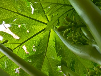 The image shows a close-up, low-angle view of a papaya plant's leaves and developing fruit or flower buds. The bright green leaves exhibit a prominent network of veins, with some areas allowing light to pass through, creating a translucent effect. Several thick, green stems or petioles are visible, running diagonally through the frame. On the right side of the image, a cluster of small, green, bud-like structures is visible, likely representing immature fruit or flowers. The scene appears to be outdoors, with hints of sunlight and a blurred background that could suggest natural foliage or structures. The location is Ubitpayaitek, Indonesia, implying a tropical or subtropical environment where papaya plants are commonly found. There are no people or animals visible in the image, and no specific actions or interactions are depicted. The focus is solely on the botanical elements of the papaya plant.