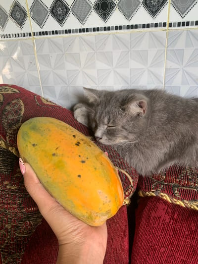 A gray cat sleeps on a red and gold patterned cushion next to a person's hand holding a papaya. The background is a white tiled wall with a decorative border. The scene appears to be indoors.