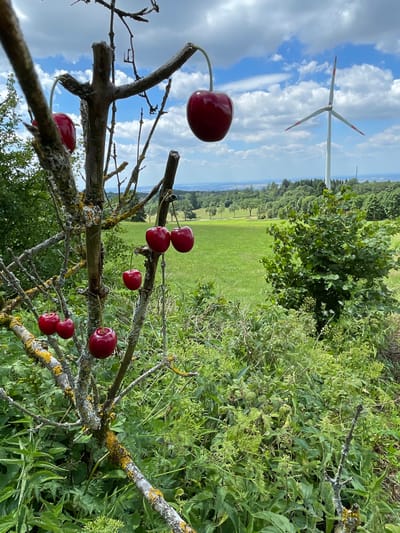 This is a vertical, eye-level, medium shot of a cherry tree branch with several ripe cherries hanging from it, set against a backdrop of a rural landscape near Schwarzenborn, Germany. The foreground features a gnarled, bare branch of a tree, encrusted with lichen, from which numerous dark red cherries are suspended by their stems. The cherries vary in ripeness and number per stem, with some clusters of two and others single fruits.

Beyond the tree, a verdant, rolling landscape unfolds under a partially cloudy sky. A wide, bright green field dominates the midground, dotted with a few scattered trees. In the distance, a white wind turbine with red-tipped blades stands prominently against the sky, suggesting the location's use of renewable energy. The horizon is lined with a dense forest and a hazy, distant view of a valley or plains. The overall impression is one of a serene summer day in a countryside setting.