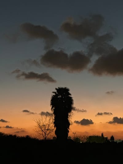The image captures a serene twilight sky, presented in a portrait orientation that has been rotated 90 degrees counter-clockwise, making the horizon appear vertical. When viewed correctly, the scene depicts a vast sky with a striking color gradient and a dark, silhouetted landscape along the bottom.
The sky dominates the upper two-thirds of the image, displaying a beautiful transition of colors typical of either sunrise or sunset. On the left side (originally the top), the sky is a deep, muted blue-grey, gradually warming to soft orange and peach tones on the right side (originally the bottom). Scattered across this expanse are numerous dark, shadowy clouds. These clouds are irregular in shape and vary in size, appearing particularly prominent and textured against the lighter parts of the sky. Some clouds are isolated, while others cluster together.
In the lower third of the image (originally the right side), the scene transitions to a dark silhouette of the foreground. A tall, slender palm tree stands prominently in the mid-ground, its fronds forming a distinct, jagged outline against the lighter orange sky. To the right of the palm tree, a second tree, possibly deciduous, is visible as a bare silhouette with delicate, intricate branches reaching upwards, suggesting it might be winter or dormant. Further to the right and stretching along the bottom edge of the frame, there's a dark, continuous silhouette that appears to be a distant landscape, perhaps including hills, dense bushes, or the outlines of buildings. Within this distant silhouette, a small, faint yellowish light source, possibly a street lamp or a distant building light, can be discerned.
The overall impression is one of tranquility and natural beauty, highlighting the dramatic colors of the sky at dawn or dusk and the stark, elegant forms of the silhouetted trees and landscape against it. The absence of specific human activity or identifiable landmarks keeps the focus on the natural environment and the atmospheric conditions.