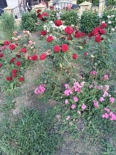 This media file shows a vibrant flowerbed featuring numerous red roses in various stages of bloom, interspersed with smaller clusters of pink flowers. The roses are the primary subject, with some plants reaching considerable height, while others are closer to the ground. The scene is set outdoors, with glimpses of a building and a fence in the background, suggesting a garden or a public space.

In the background, several people are visible, standing near a building and a fence. Their presence indicates that this is a place frequented by people. The activity appears to be a casual gathering or people passing by, with no specific event clearly depicted.

Notable details include the lush greenery surrounding the flowers, suggesting a well-maintained garden. The time of day appears to be daytime, with natural light illuminating the scene. The weather seems pleasant, conducive to outdoor activities and the blooming of flowers. The location context of Lobacheve, Ukraine, provides geographical information about the setting. There is no visible text in the image. The overall impression is one of natural beauty and a peaceful outdoor environment.