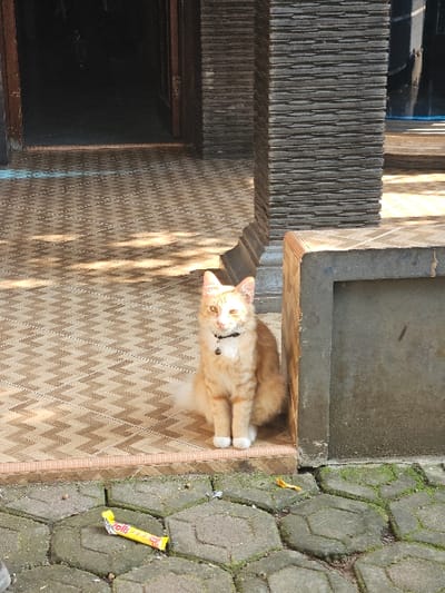 An orange tabby cat with white paws and chest fur, wearing a black collar with a metallic tag, is seated on a beige and brown chevron-patterned tiled floor. The cat faces forward, positioned at the entrance of a building in Padajaya, Indonesia. To the cat's right, the tiled floor extends into a dark interior space. To its left, a pillar faced with dark, horizontally stacked stone abuts a grey concrete structure. The tiled area is elevated above a ground surface constructed from hexagonal grey paving stones, which exhibit moss growth in their crevices. A crumpled yellow wrapper, bearing partially visible text consistent with "rolls," is discarded on the pavers in the lower-left foreground. The scene is brightly illuminated by natural sunlight, casting dappled patterns and causing minor overexposure on the cat's face.