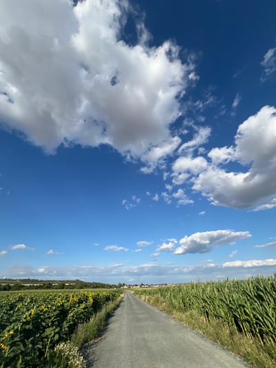 The image depicts a rural road cutting through a landscape of agricultural fields under a bright blue sky with scattered clouds. On the left side of the road, a field of sunflowers stretches towards the horizon, their yellow blooms facing upwards. On the right side, a tall cornfield stands, its green stalks forming a dense wall. The road itself appears to be unpaved and gray, leading into the distance where a small cluster of buildings is visible. The overall impression is one of a sunny day in the Czech countryside, likely near Újezd u Brna, given the characteristic landscape of fields and small villages. There are no people or animals visible in the image. The environment is natural and agricultural, with clear blue skies indicating good weather.
