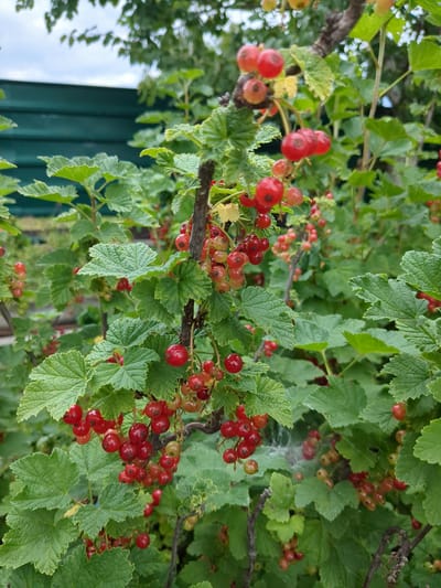 A close-up, eye-level shot captures a currant bush laden with ripe red berries. The berries are clustered on thin stems, some appearing slightly translucent. Lush green leaves surround the berries, with some leaves exhibiting serrated edges. A weathered dark branch, likely part of the bush's structure, runs diagonally through the frame. In the background, a dark green, horizontally paneled fence is visible, suggesting a garden or yard setting. The sky above is overcast with glimpses of clouds and distant trees. The overall scene is one of natural abundance, possibly in a residential area of Boryspil, Ukraine. There are no people or animals visible in the image.