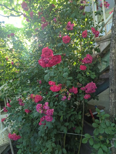 A dense, vibrant rose bush with numerous dark pink and crimson blooms is the primary subject. The roses are in various stages of bloom, with some fully open and others in bud. The bush is lush with dark green foliage and appears to be growing along a weathered stone structure and a white metal railing, suggesting an outdoor, possibly urban or suburban setting. In the background, sunlight filters through the leaves, creating dappled light and shadows. To the right, a rough, textured tree trunk is visible. The scene conveys a sense of natural beauty and abundance. There are no people or animals visible in the image. The location is Pkhvenisi, Georgia.