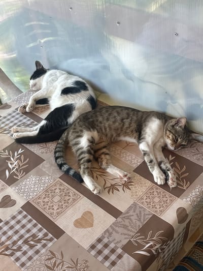Two cats are resting on a patterned tablecloth. One cat is black and white with large dark patches. The other cat is a tabby with grey and brown stripes. Both cats appear to be asleep or very relaxed. The tablecloth has a patchwork design featuring various neutral tones and patterns, including floral motifs, checks, and hearts. The scene is lit by natural light, suggesting it might be daytime. The surface the cats are on appears to be a table, possibly outdoors given the presence of a translucent, corrugated material in the background, which could be a polycarbonate roofing panel. The overall mood is peaceful and domestic. There is no visible text in the image. The location context is Bryastovets, Bulgaria.