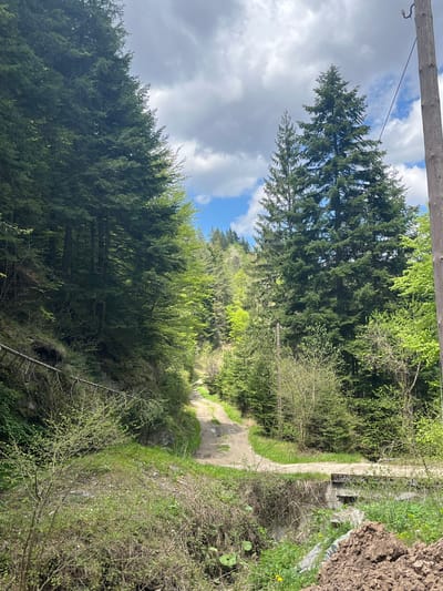 The image depicts a dirt road leading through a forest area. Lush green trees flank the road, with some reaching high into the sky against a backdrop of partly cloudy skies. The scene appears to be a natural environment. There is no visible human presence. The image depicts the area of the Dryanovo Municipality, Bulgaria.