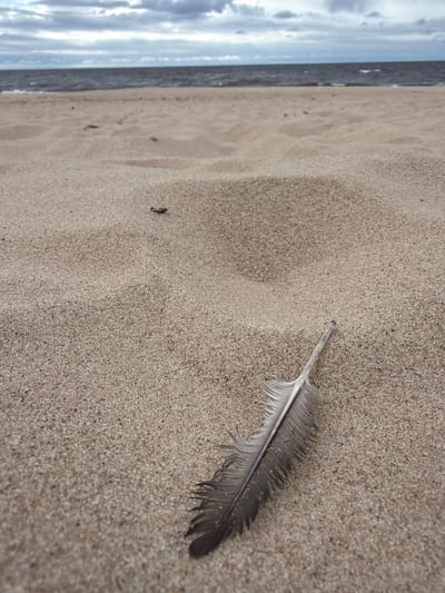 The image depicts a close-up view of a sandy beach with a single feather resting on the sand in the foreground. The sand is light brown and appears textured. In the background, a body of water, likely the sea or a large lake, is visible under a cloudy sky. The water is a muted gray-blue, and small waves can be seen breaking near the shore. The sky is filled with gray and white clouds. The scene is devoid of people and any obvious man-made structures, suggesting a natural, somewhat desolate environment. The location is identified as Gauja, Latvia, implying this is a scene from the coastline or a lakeside beach in that region.