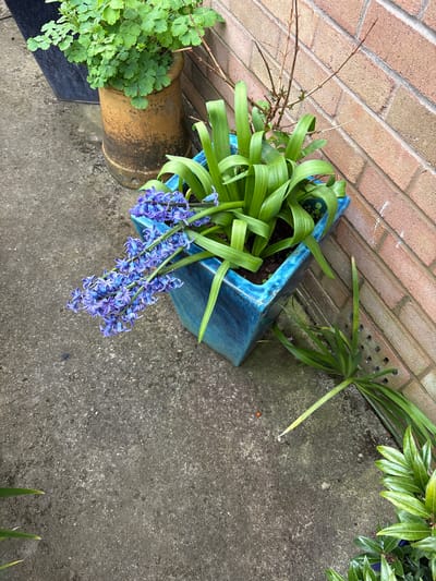 The image shows a ground-level view of a section of paving or concrete next to a brick wall, likely an outdoor space in Longden, United Kingdom. A blue, irregularly-shaped ceramic pot is positioned slightly off-center, containing green, strap-like foliage and a cascade of blue hyacinth flowers. To the left of the blue pot, a terracotta pot is visible, filled with small, green, fern-like plants. Further to the right and towards the top, there are green leafy plants. A few stray leaves and small plant stems are scattered on the surface. The concrete has a mottled grey appearance, suggesting possible dampness.