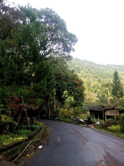 This image depicts a winding asphalt road cutting through a verdant, mountainous landscape in what appears to be Yusipang, Bhutan. The scene is dominated by lush greenery, with tall, dark green conifer trees prominent in the left foreground, their foliage extending upwards towards a bright, overcast sky. Behind these, a dense forest of various deciduous trees covers the sloped terrain, forming a rich green backdrop that ascends into the distant hills.
On the right side of the road, a rustic, single-story building with a dark roof and walls constructed from wood and bamboo sits amidst flowering plants and shrubs. Two motorcycles are parked nearby, suggesting a roadside dwelling or small establishment. Further along the road on the left, a solitary figure is faintly visible, walking away from the viewer. A white hose or pipe runs along the edge of the road in the foreground.
The time of day appears to be daytime, under an overcast sky, which casts a soft, diffuse light across the scene, creating no distinct shadows. The overall impression is one of peaceful natural beauty and a quiet, rural environment. No discernible text is visible within the image.