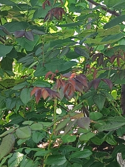 The image displays dense botanical foliage, primarily consisting of green leaves from a deciduous tree or large shrub. Several emerging shoots and developing leaves, characterized by a distinct reddish-brown coloration, are visible in the upper and central areas, contrasting with the more mature, dark green leaves that form the bulk of the vegetation. The leaves appear compound. Natural daylight illuminates the scene, creating variations in light and shadow across the foliage. The background is composed of out-of-focus green foliage, indicating a pervasive green environment. No human subjects, animals, or specific man-made objects are present. This scene is located within a green space in Maiaky, Ukraine.
