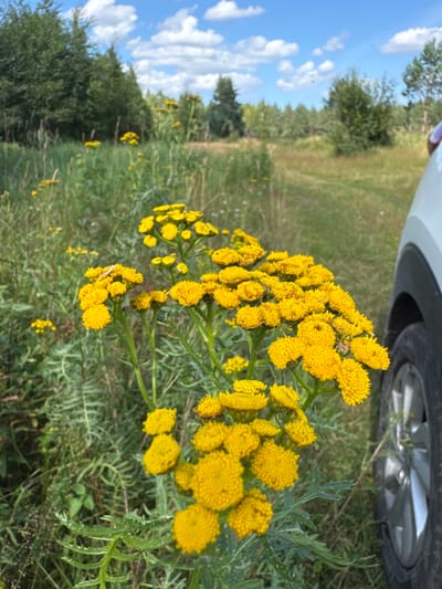 In Portovoe, Russia, this close-up shot captures a cluster of vibrant yellow flowers, possibly tansy, in the foreground. The flowers are in full bloom, with numerous small, button-like blossoms forming a dense head. The stems are green and leafy, with some feathery foliage visible. Beyond the flowers, the environment transitions to a grassy field interspersed with taller green plants and scattered trees. The background suggests a natural, possibly rural, setting with a dirt road or path winding through the landscape. The sky above is a clear blue with fluffy white clouds. To the right of the frame, a portion of a white vehicle, including a tire and fender, is visible, hinting at the presence of people or at least a point of human activity in this otherwise natural scene.