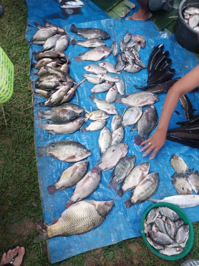 A busy outdoor fish market is depicted on a bright blue tarp spread on the ground. The market appears to be located in Turumame, Indonesia, with lush green grass surrounding the tarp, suggesting a rural or semi-rural setting. Numerous types and sizes of fresh fish are laid out, some in a green plastic basin, others directly on the tarp. The fish are arranged in various patterns, suggesting a system for display and sale. The overall impression is one of abundance and a vibrant local economy. There are also glimpses of people, their feet and hands visible, interacting with the fish or the market setup. The presence of a large black tub hints at potential storage or preparation for the fish. The lighting suggests it is daytime, with natural light illuminating the scene.