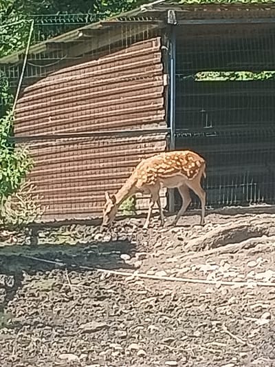 A dappled deer is grazing on the ground in front of a wooden structure with horizontal slats and a metal fence. The ground is dry and uneven. Lush green foliage is visible in the upper left corner. The scene appears to be an enclosure or pen.