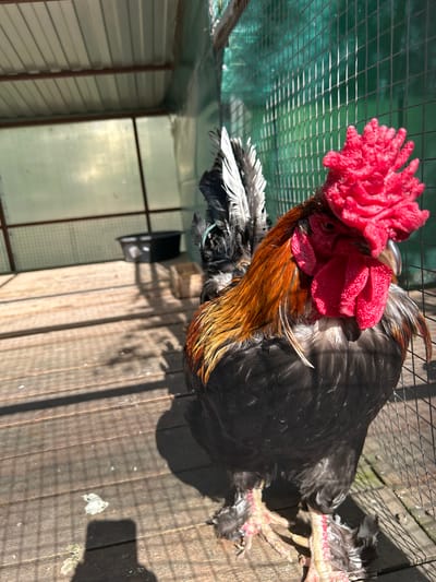 A rooster with a bright red comb and wattles stands on a wooden floor within a fenced enclosure. The enclosure has a green net on one side and a translucent roof. In the background, a black tub is visible. The rooster's feathers are a mix of black, brown, and white. The lighting suggests it is daytime, casting shadows on the floor. The image was taken in the city of Medvedevo Urban Settlement, Russia.