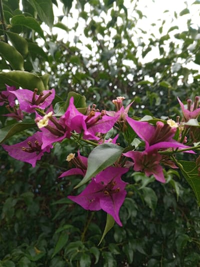 This close-up, eye-level photograph showcases a vibrant cluster of purple-magenta bougainvillea flowers against a soft, blurred green background. The primary subjects are several bougainvillea inflorescences, each featuring three bright, papery bracts surrounding smaller, tubular true flowers that are light yellow or cream-colored, with visible stamens. The petals display a rich, deep magenta hue, exhibiting slight textural variations and veins.
Lush green leaves, characteristic of the bougainvillea plant, intermingle with the flowers, some appearing sharply defined in the foreground and midground, while others contribute to the soft focus of the background. The overall setting is an outdoor natural environment, likely a garden or dense shrubbery, with other foliage discernible in the highly blurred backdrop.
The lighting appears soft and diffused, suggesting an overcast day or shaded conditions, as there are no harsh shadows. Patches of bright, hazy white light are visible through the gaps in the upper background foliage, indicating a bright sky above. There is no discernible activity taking place, as the image is a still life of nature. No people, animals, or visible text are present in the frame. The scene evokes a sense of natural beauty and tranquility, captured in Phoukhoun, Laos, a region known for its tropical flora.