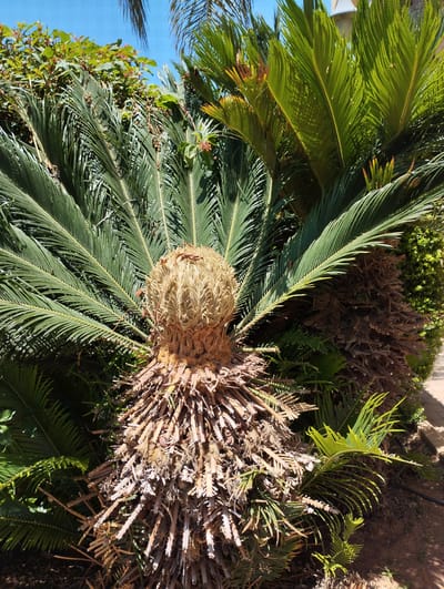 The image shows a close-up view of a sago palm tree with a large, prominent trunk covered in old frond bases. The central part of the trunk features a fuzzy, cone-like structure. Lush green fronds radiate outwards from the top of the trunk. In the background, a variety of green foliage is visible, including smaller plants and a taller green shrub. The scene is bathed in sunlight, casting shadows. The ground appears to be dark soil. A light-colored building or structure is partially visible in the upper right background, along with a small section of a light-colored pathway. The sky is a clear blue. This image was captured outdoors in Zikhron Yaakov, Israel.
