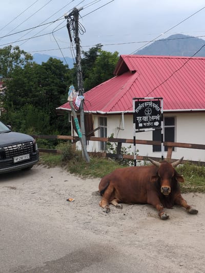 In the city of Bajaura, India, a brown cow is lying down on a dirt road in front of a building with a red roof. To the left of the cow, a black car is parked. A sign with Hindi writing is visible on the building. A utility pole with numerous wires is situated near the building. The background features lush green trees and mountains under a cloudy sky.