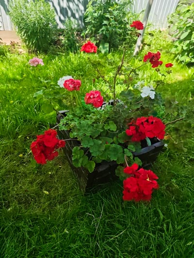 In the city of Kozhalsola, Russia, a dark wooden planter box filled with vibrant geraniums sits on a lush green lawn. The planter contains a variety of geraniums, with clusters of red and white flowers blooming prominently. Some of the red flowers are a deep crimson, while others are a brighter scarlet. Delicate pink geraniums can be seen blooming near the planter, adding a softer hue to the scene. The background features a weathered gray wooden fence and dense green foliage, suggesting a garden setting. The sunlight casts shadows on the fence, indicating a bright, sunny day. The ground is covered in a thick carpet of grass, with a few fallen yellow petals scattered throughout.