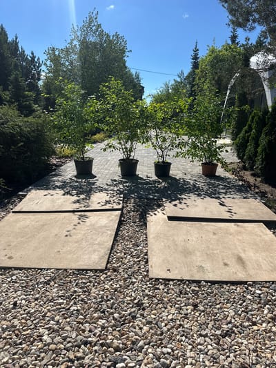 The image depicts an outdoor pathway in Zakharovo, Russia. The pathway is paved with interlocking bricks and bordered by a gravel bed. Four potted plants, appearing to be young trees, are placed on the brick paving. Two large, flat concrete slabs are laid at an angle on the gravel bed in the foreground. The scene is set under a clear blue sky with bright sunlight casting shadows from the trees. The surrounding environment includes various types of trees and shrubs, with a white structure visible in the background on the right.