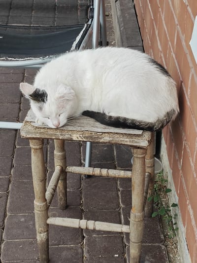 A white cat with black markings on its ear and tail sleeps curled up on a worn, wooden stool. The stool has a distressed, peeling surface and is supported by four legs. The stool sits on a brick-paved surface. To the right of the stool, a reddish-brown brick wall is visible. Small green plants grow at the base of the wall. In the background, the edge of a dark fabric object, possibly part of a chair or lounger, is visible. The scene appears to be outdoors, likely in a yard or patio area, and is located in the city of Podstepki, Russia.